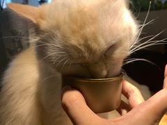 -喵喵咪呀布偶猫咖(春熙路店)