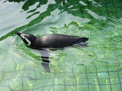 -上海野生动物园