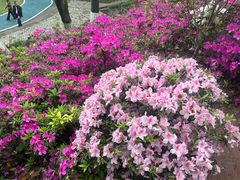 -重庆平顶山公园