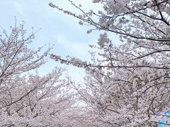 -高东镇樱花园