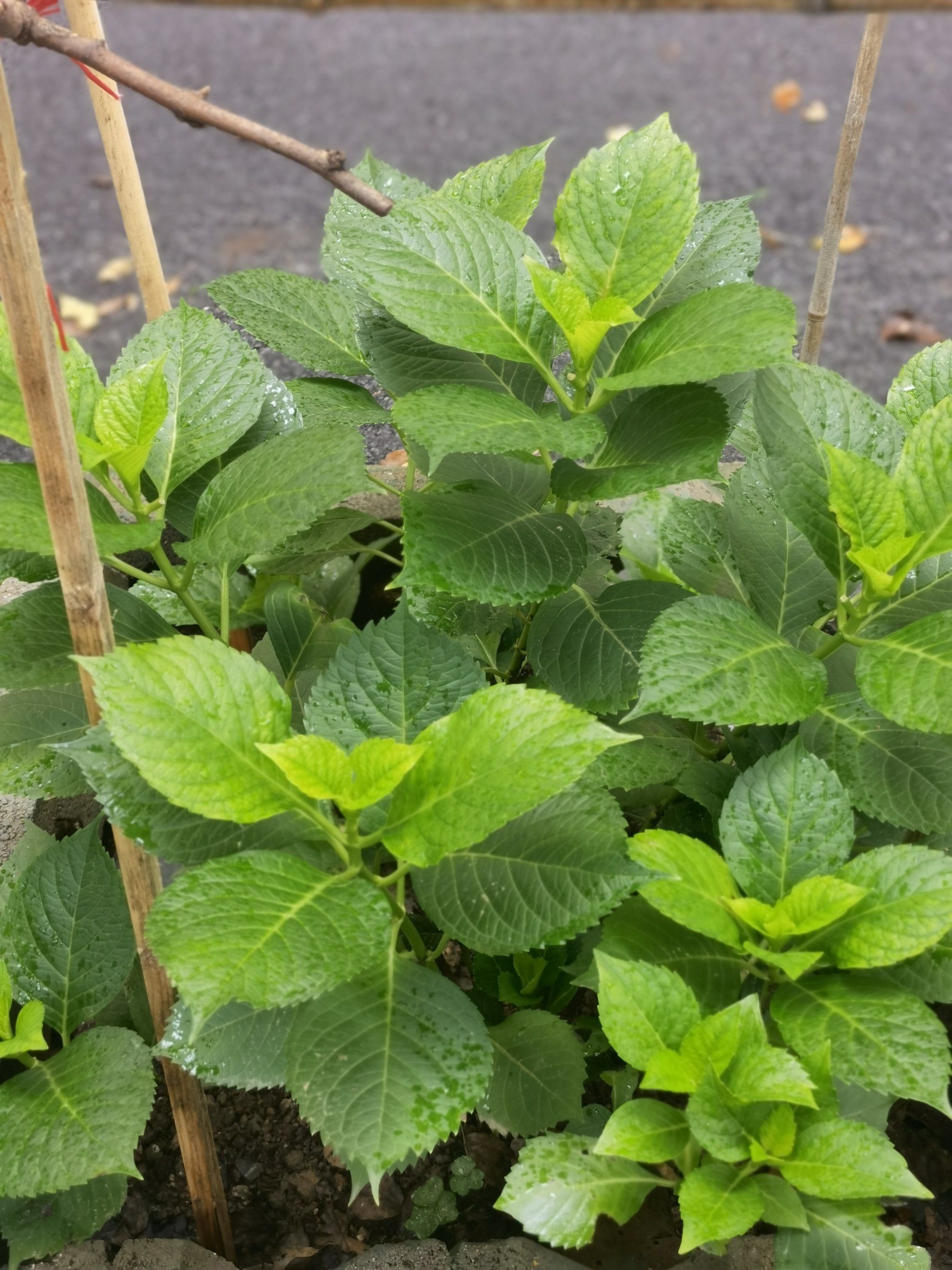 这是绣球花的叶子哦