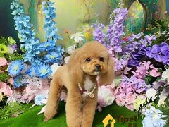 -翊宠yipet猫狗购宠庄园犬舍•猫舍