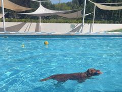 -爪吧宠物乐园 (温榆河示范区店)