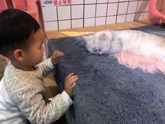 -喵屿·大理花园猫咖