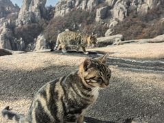 -崂山巨峰游览区