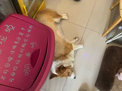 -平行世界·猫咖(首经贸店)