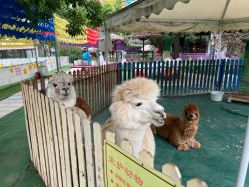 -萌宠亲子动物乐园(槐房万达店)