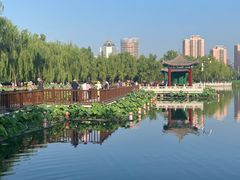 -莲花池公园
