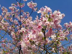 -天适樱花悠乐园