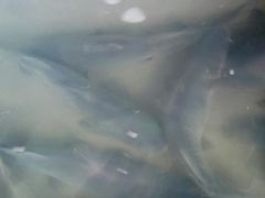 江团鱼-抚仙湖野生菌石锅鱼(腾冲总店)