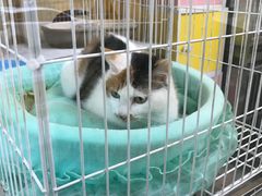 -米苏动物医院·犬猫专科·骨科外科内窥镜