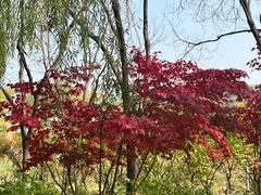 -大兴滨河森林公园