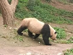 -都江堰中华大熊猫苑