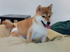-南京Hallo宠物乐园·哈罗犬舍·柴犬繁育基地