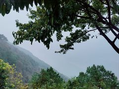 -铁山坪森林公园