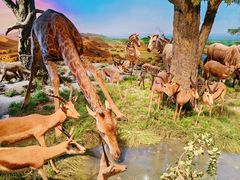 -国家自然博物馆