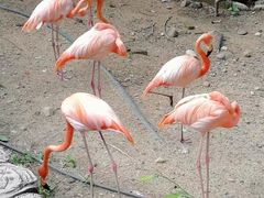 -清迈夜间动物园