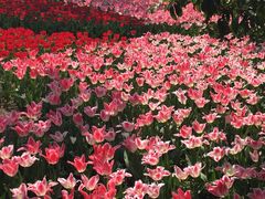 -上海鲜花港