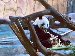 -泉州海丝野生动物世界