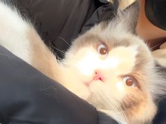 -猫大福·Fortune Cat猫舍(百子湾店)