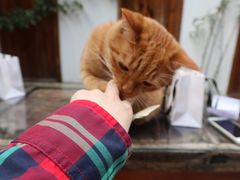 -喵屿·大理花园猫咖