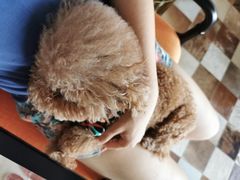 -熊小胖宠物生活馆(天华园店)