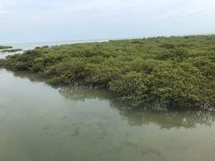 -北海金海湾红树林生态旅游区