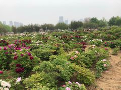 -曹州牡丹园