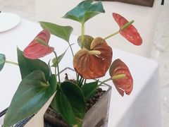 -红菜坊·烤鸭·川鲁宴(石园店)