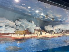 -海合安武汉极地海洋公园
