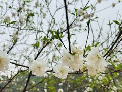 -南国桃园旅游度假区