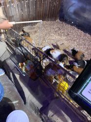 点击看大图 -酷嗒动物文化乐园(cutezoo西溪乐天城店)