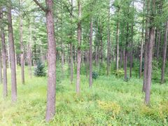 -塞罕坝国家级自然保护区