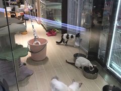 -momokira米努特·德文卷毛猫·棉花面纱犬