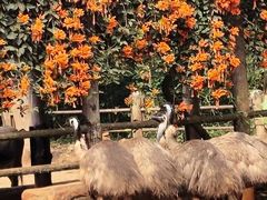 -海南热带野生动植物园