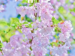 -南汇桃花村