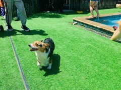 -汪说喵讲宠物乐园宠物酒店(红星美凯龙店)