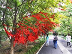-金鸡湖桃花岛