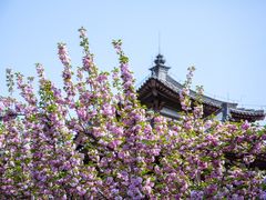 -西安青龙寺遗址景区