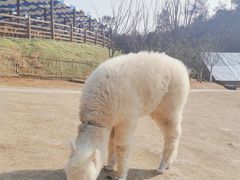 -黄龙溪欢乐田园