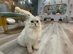 -BABIT巴比特宠物(MOMOPARK店)