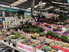 -曲阳花鸟市场(曲阳路店)