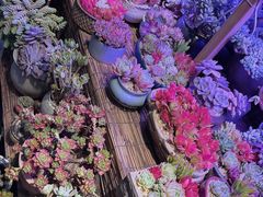 -双季花艺园艺市场(浦东店)