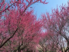 -大蜀山国家森林公园