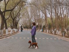 -丁香湖公园