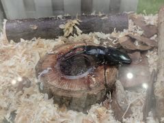 -上海昆虫博物馆