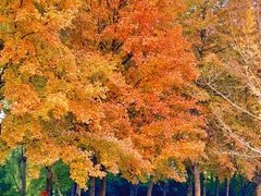 -昆山城市生态森林公园