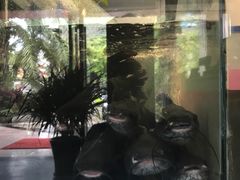 -湄公河秘制烤鱼(西双十贰城商业中心店)