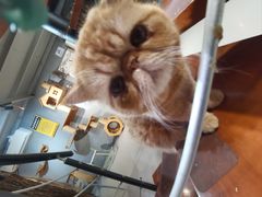 -豆逗聊愈猫阁Easy Life