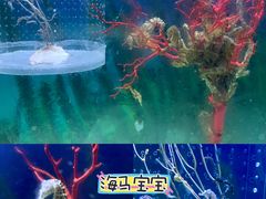 -左海海底世界